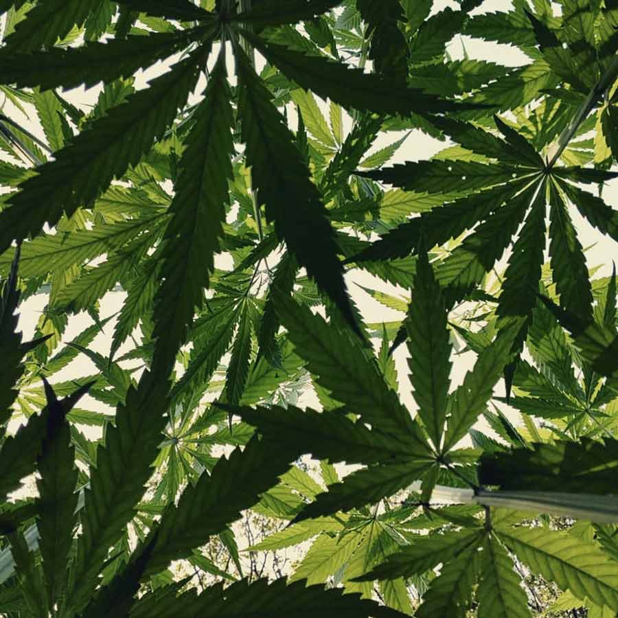 LES BIENFAITS DU CHANVRE DANS L’ALIMENTATION