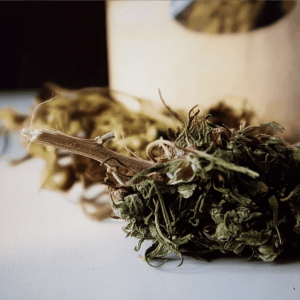 Tisanes de fleurs de chanvre