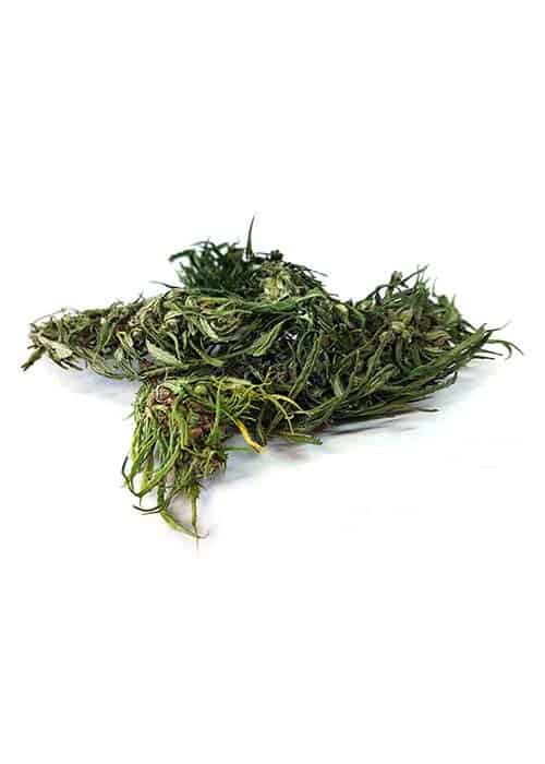 fleurs de chanvre santica