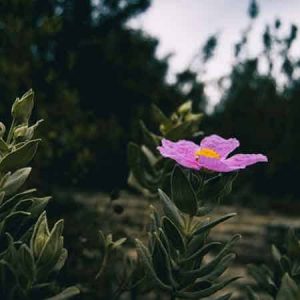 Cistus incanus