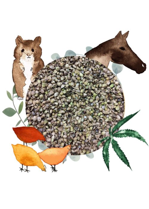 Graines pour animaux